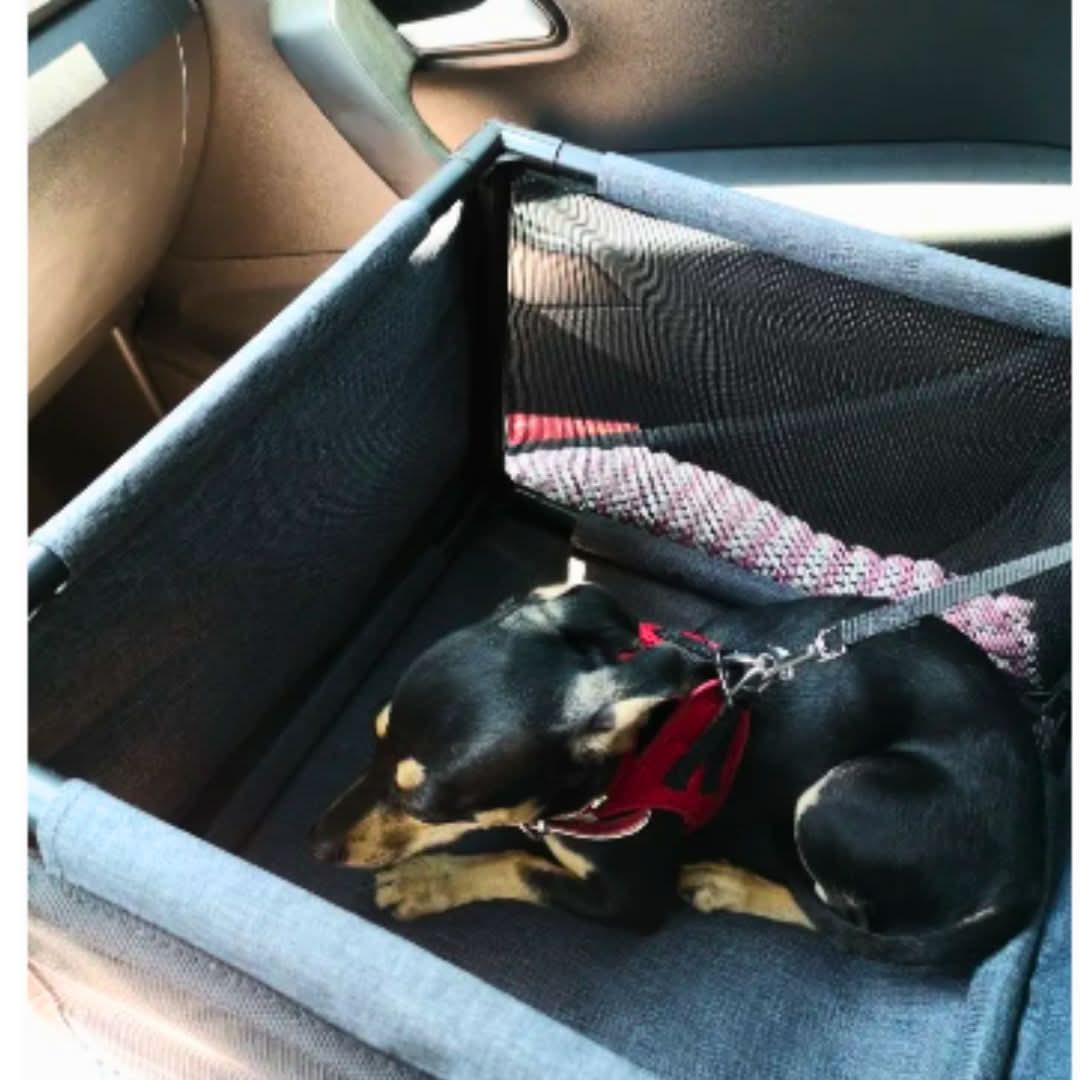 HAMMIPAW – Multifunctional Car Seat Protector for Dogs, Safe and Clean
