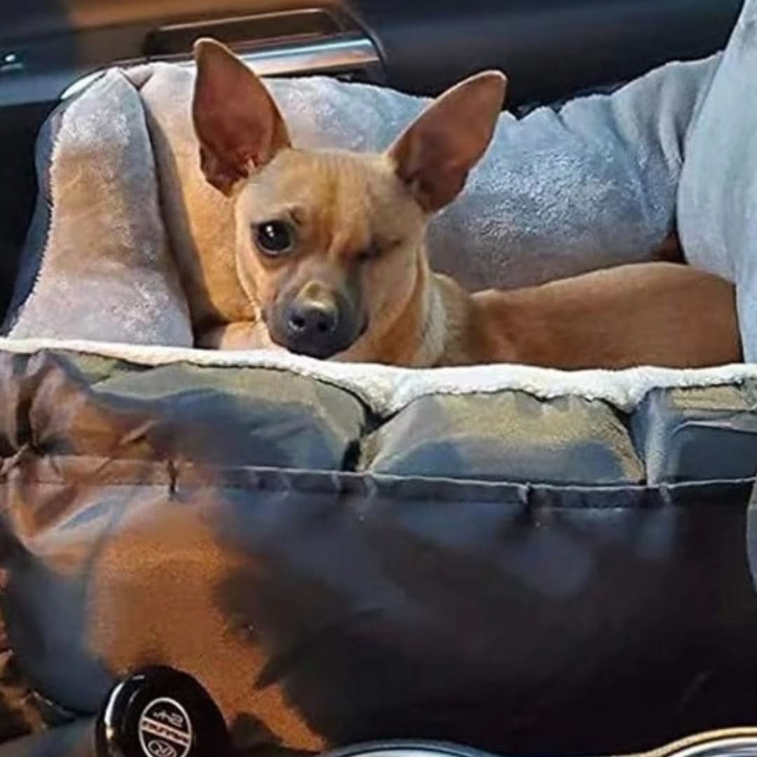 PAWRIDER Detachable Dog Car Seat Comfort and Cleanliness