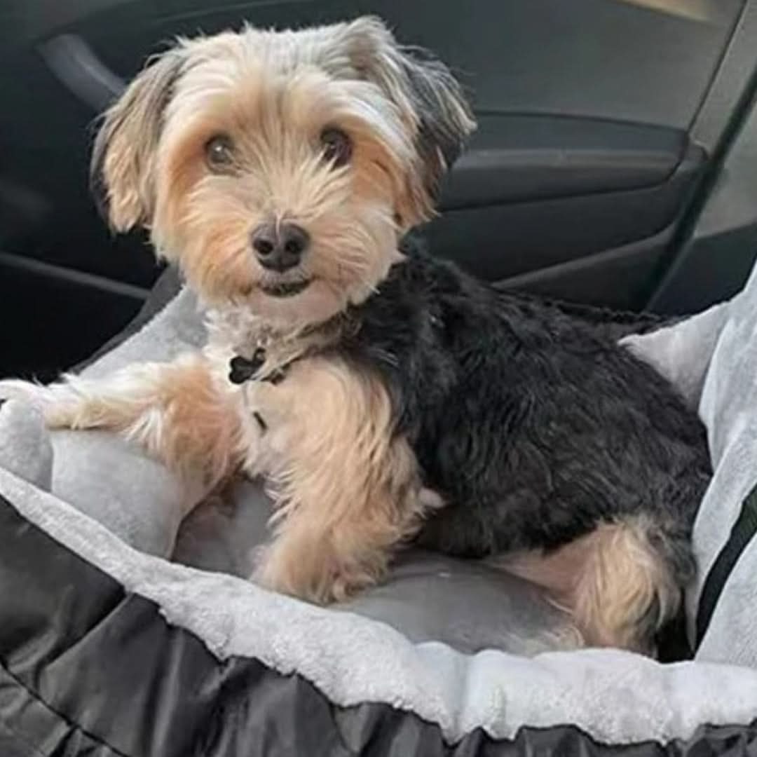 PAWRIDER Detachable Dog Car Seat Comfort and Cleanliness
