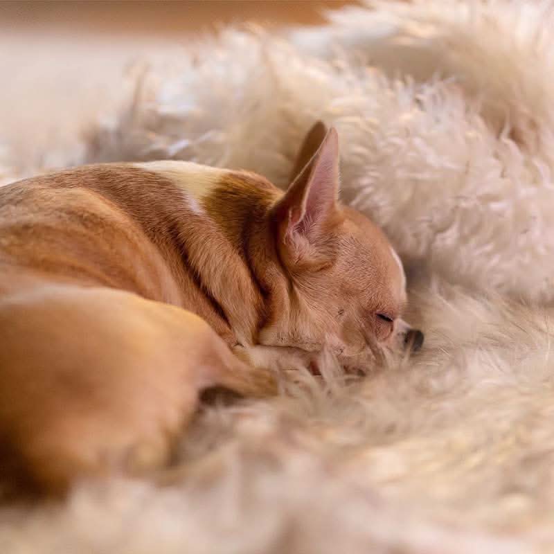FURGUARD - Waterproof Pet Blanket
