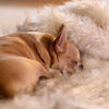 FURGUARD - Waterproof Pet Blanket