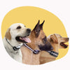 Pet Safety – Wireless Security and Training System for Dogs