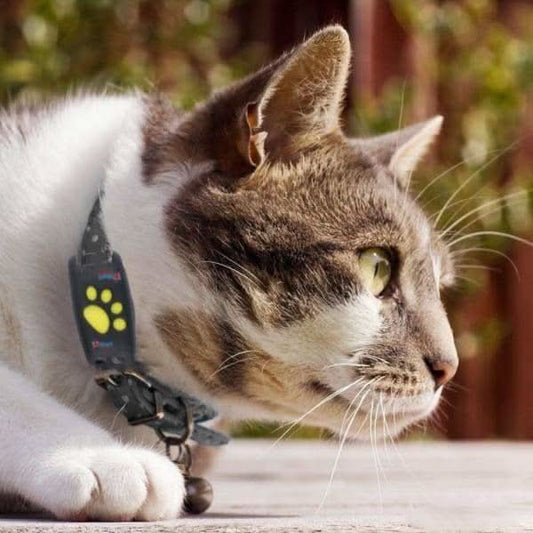 Cat Tracker Location System - Real-time Cat Tracker Without Subscription