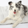 Cool Paws Cooling Mat - Self-Cooling Dog Mat for Hot Summer Days & Relaxed Four-Legged Friends