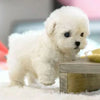 PlushWoof – Realistic Dog for Children That Responds to Touch