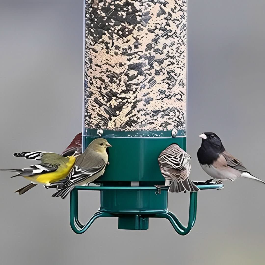Nährschutz – Squirrel-Proof Bird Feeder with Weight-Activated Dispenser