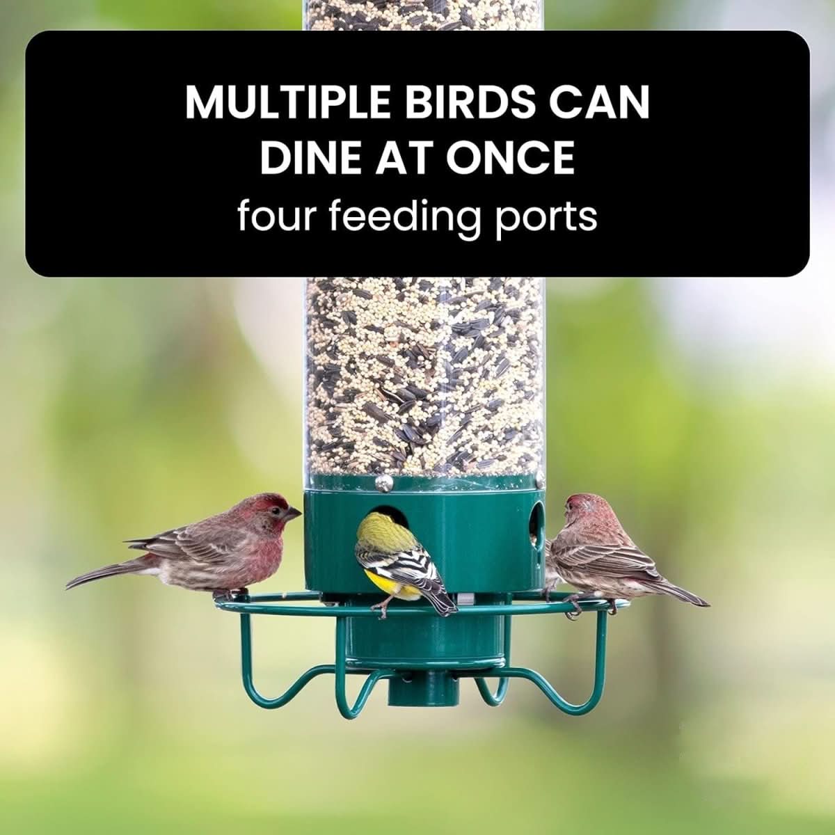 Nährschutz – Squirrel-Proof Bird Feeder with Weight-Activated Dispenser