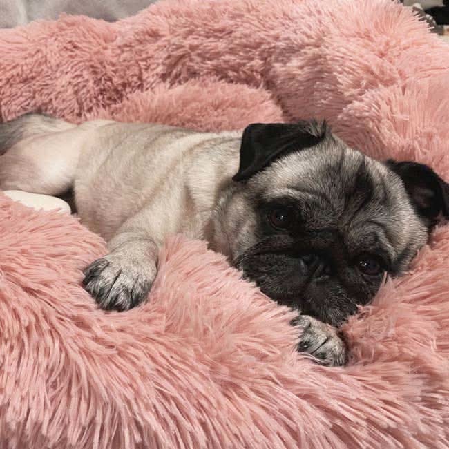 FUZZYPLUSH – Orthopedic Plush Dog Bed For Deep Sleep
