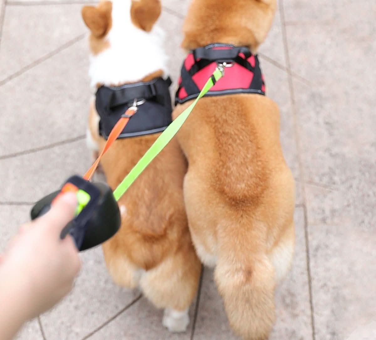 PROPET DUO – Retractable Leash For Two Dogs With LED Light For Safe Walks