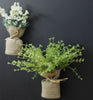 MAGNALEAF - Magnetic Mini Planters