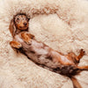 FUZZYPLUSH – Orthopedic Plush Dog Bed For Deep Sleep