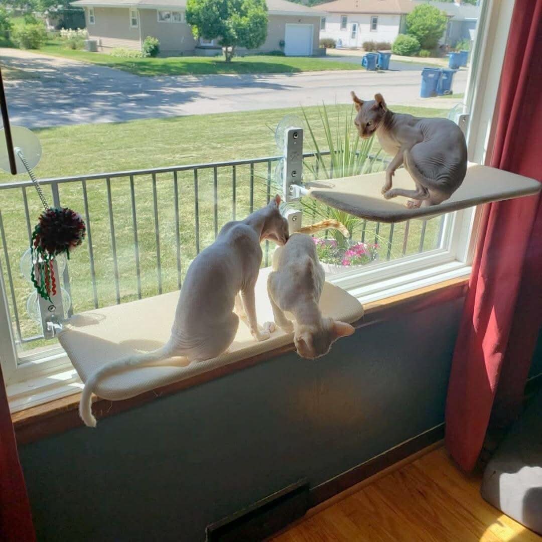 PAWPERCH – Foldable Window Hammock For Cats With A View & Comfort