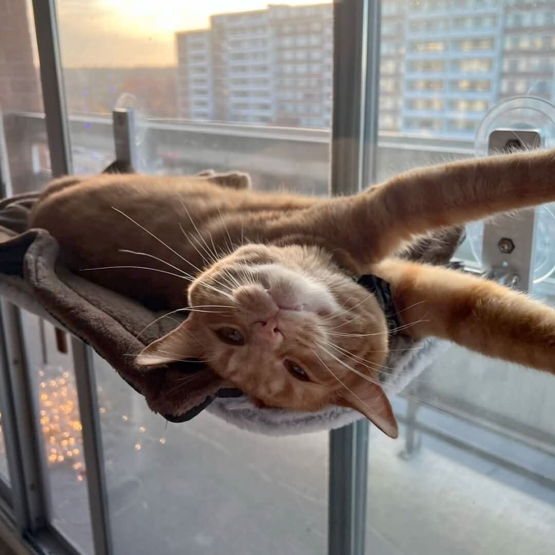 PAWPERCH – Foldable Window Hammock For Cats With A View & Comfort