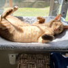 PAWPERCH – Foldable Window Hammock For Cats With A View & Comfort
