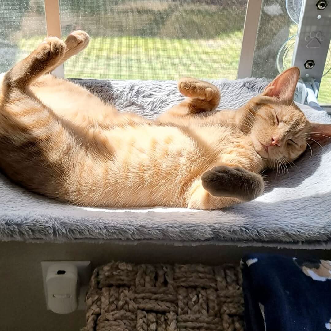 PAWPERCH – Foldable Window Hammock For Cats With A View & Comfort
